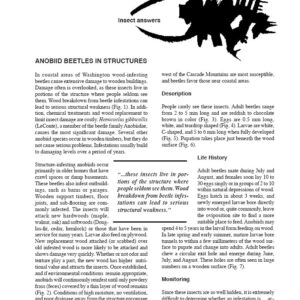 Anobiid Beetles in Structures