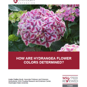 How are hydrangea flower colors determined?