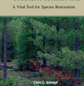 Pruning Western White Pine