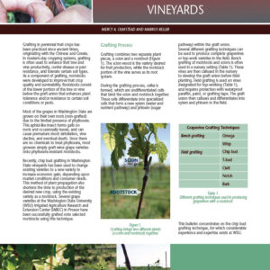 Chip Bud Grafting in Washington State Vineyards