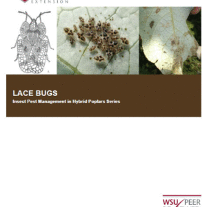 Lace bugs: Insect Pest Management in Hybrid Poplars series