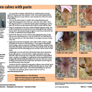 Dehorn Calves with Paste / Descornar Terneras con Pasta