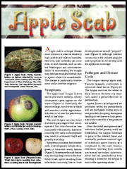Apple Scab