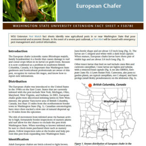 Pest Watch: European Chafer (Home Garden Series)