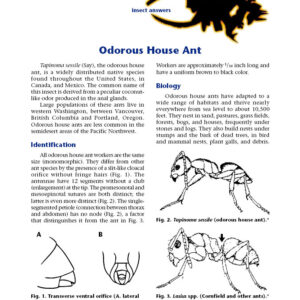 Odorous House Ant
