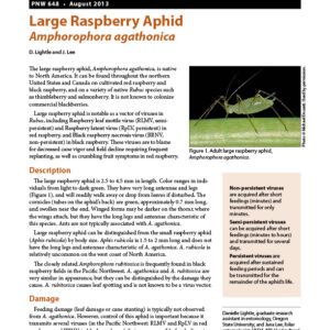 Large Raspberry Aphid (Amphorophora agathonica)