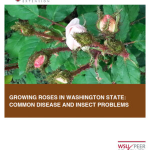 Growing Roses in Washington State: Common Disease and Insect Problems (Home Garden Series)