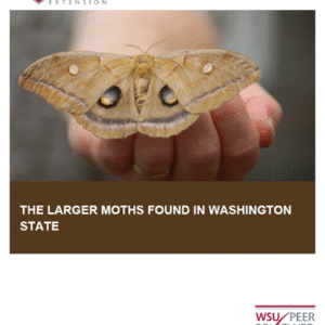 The Larger Moths Found in Washington State (Home Garden Series)