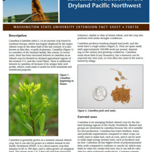 Camelina Production in the Dryland Pacific Northwest
