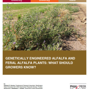 Genetically Engineered Alfalfa and Feral Alfalfa Plants: What Should Growers Know?