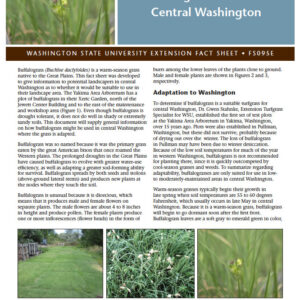 Buffalograss for Use in Central Washington