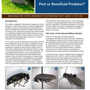 Blister Beetles: Pest or Beneficial Predator