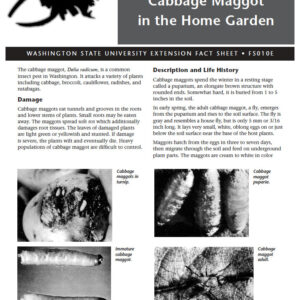 Insect Answers: The Cabbage Maggot in the Home Garden