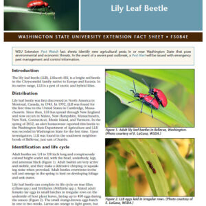 Pest Watch: Lily Leaf Beetle (Home Garden Series)