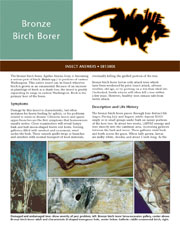 Bronze Birch Borer