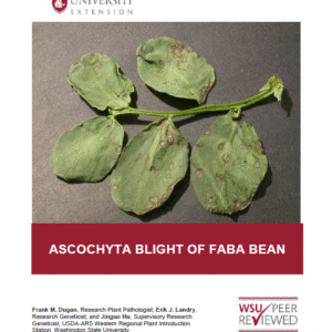 Ascochyta Blight of Faba Bean