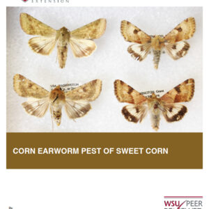 Corn Earworm Pest of Sweet Corn