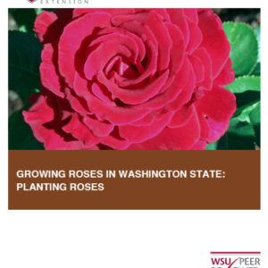 Growing Roses in Washington State: Planting Roses