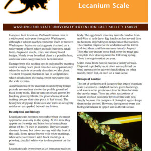 Lecanium Scale