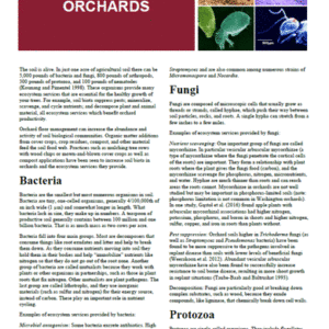 Soil Biota in Orchards