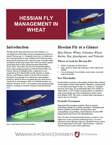 Hessian Fly Management in Wheat