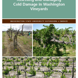 Assessing and Managing Cold Damage in Washington Vineyards