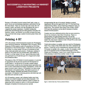 Successfully Navigating 4-H Market Livestock Projects