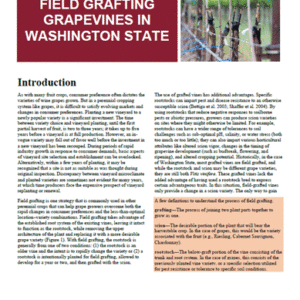 Field Grafting Grapevines in Washington State