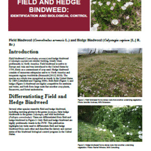 Field and Hedge Bindweed: Identification and Biological Control