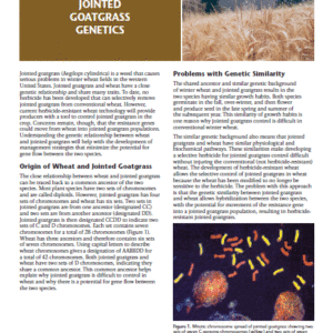 Jointed Goatgrass Genetics