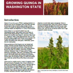 Growing Quinoa in Washington State