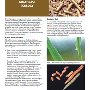 Jointed Goatgrass Ecology