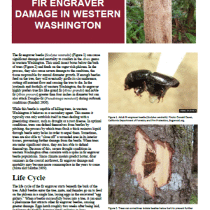 Fir Engraver Damage in Western Washington