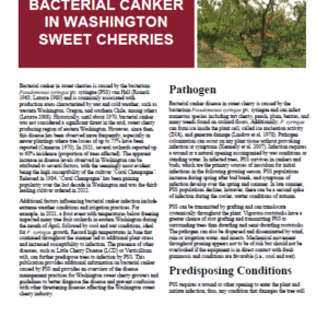 Bacterial Canker in Washington Sweet Cherries