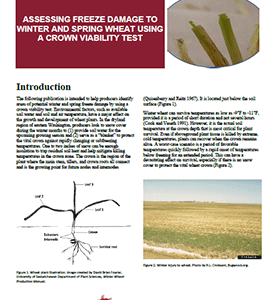 Assessing Freeze Damage to Winter and Spring Wheat Using a Crown Viability Test