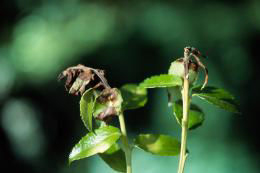 Preventing Phytophthora Infestations in Restoration Nurseries