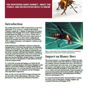 The Northern Giant Hornet — What the Public and Beekeepers Need to Know