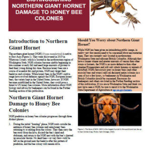 Distinguishing Northern Giant Hornet Damage to Honey Bee Colonies