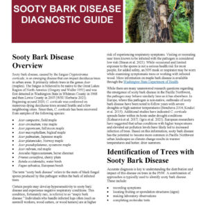 Sooty Bark Disease Diagnostic Guide