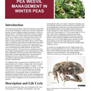 Pea Weevil Management in Winter Peas