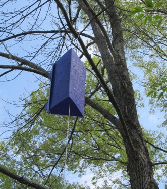 Purple, three-sided prism trap hanging vertically from an ash tree.