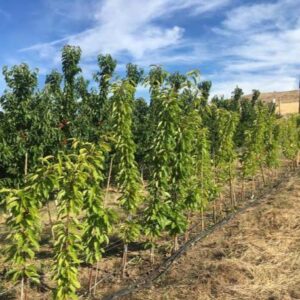 A young orchard with rows of leafy fruit trees growing in a dry field under a blue sky.