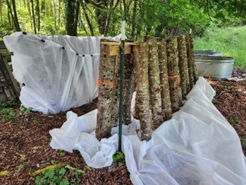 Bolts set upright to lean in an A-frame position. The logs in the back are covered with a translucent cloth, and the logs in front have been uncovered to show the A-frame shape.