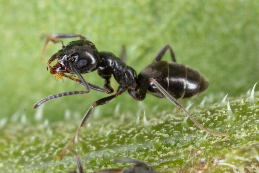 Close-up of odorous house ant walking on blade of grass