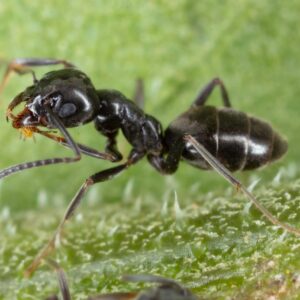 Close-up of odorous house ant walking on blade of grass