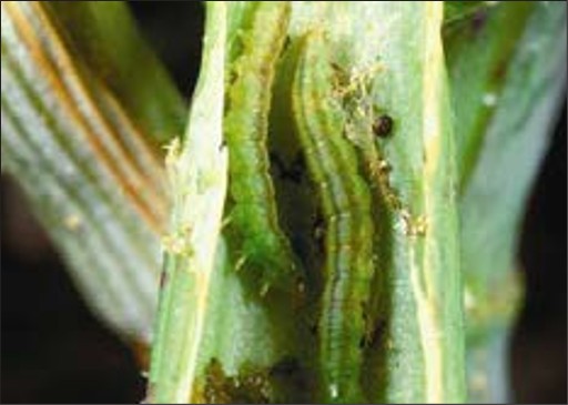 Small green caterpillars enveloped in the weed.