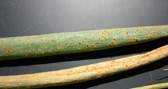 Green stem with fuzzy, rust-colored spots.