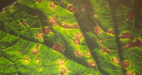 Brown spots on a leaf.