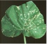 Green leaf speckled with white spots.