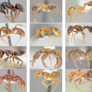 Twelve different ant varieties